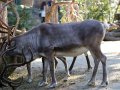 ZOO-Viden 24 srpen 2014 899.JPG